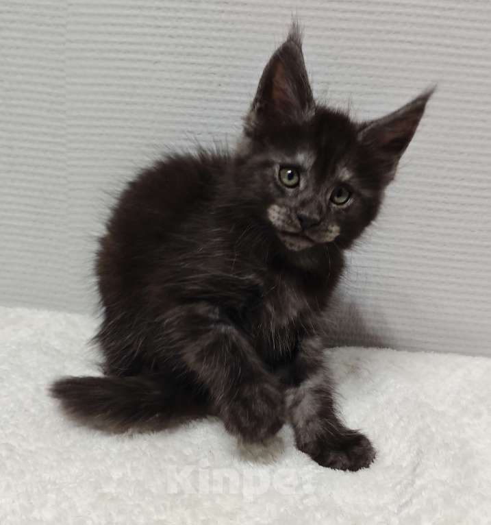 Кошки в Туле: Мейн-кун мальчик  Мальчик, 40 000 руб. - фото 4