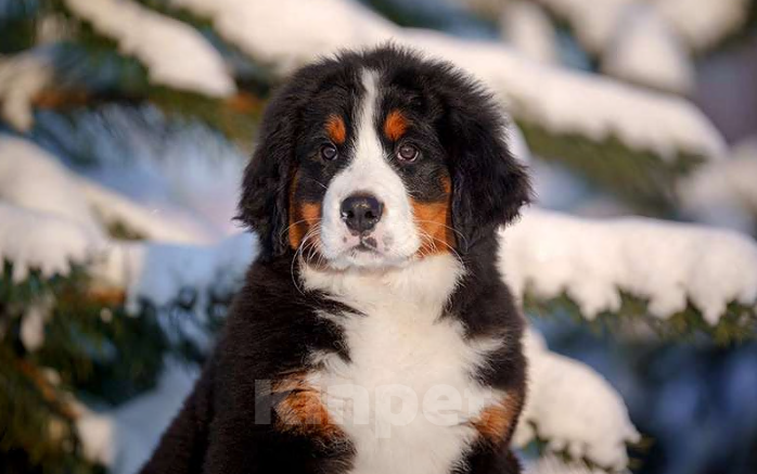 Собаки в Волоколамске: Бернский Зенненхунд, Ласточка.  Девочка, 250 000 руб. - фото 5