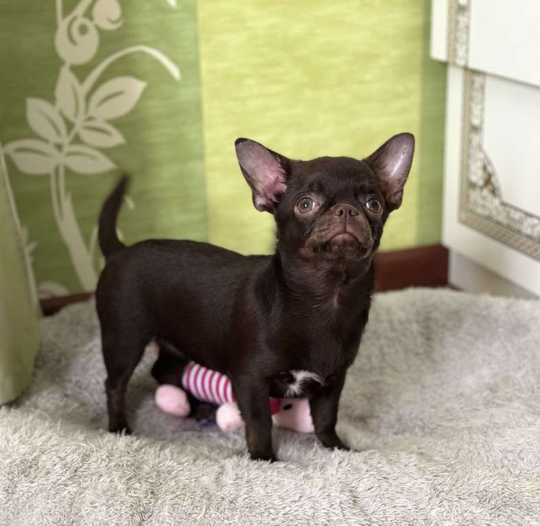 Собаки в Москве: Роскошная малышка чихуахуа Девочка, 80 000 руб. - фото 7