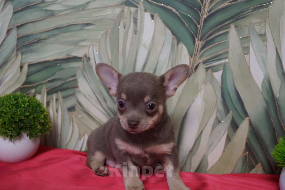 Собаки в Москве: Мальчик чихуа Мальчик, 35 000 руб. - фото 4