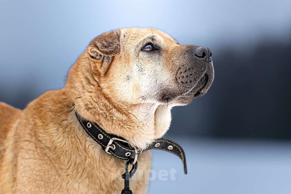 Собаки в Клине: Зоя — самостоятельная собачка с большим сердцем Девочка, Бесплатно - фото 5