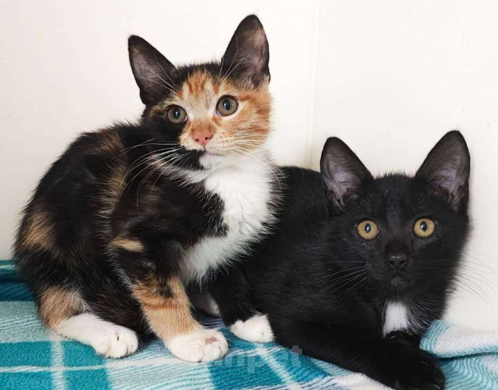 Кошки в Москве: Трехмесячные котята в добрые руки Девочка, Бесплатно - фото 2