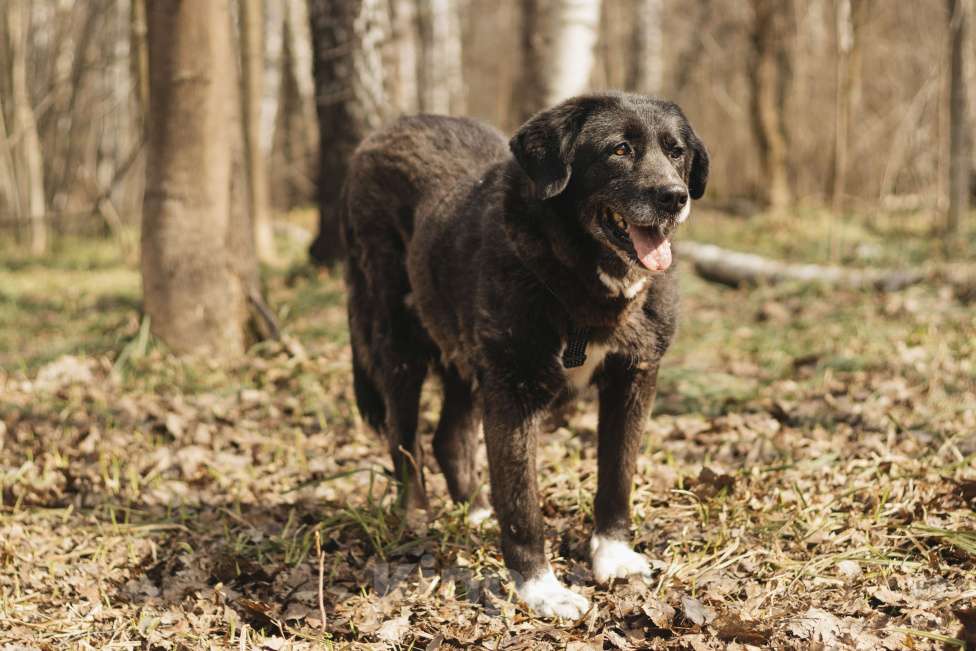 Собаки в Москве: Собака в добрые руки Девочка, Бесплатно - фото 6
