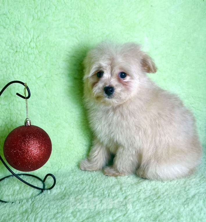 Собаки в Москве: Помапу девочка кремовая  Девочка, 35 000 руб. - фото 7