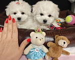 Собаки в Москве: Бишон фризе мини щенки Девочка, 59 999 руб. - фото 1