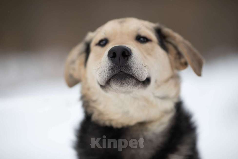 Собаки в Москве: Добрый неженка заждался в приюте Мальчик, Бесплатно - фото 1