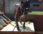 Собаки в Бахчисарае: Ищем собаку(девочку) для вязки!, 17 руб. - фото 6