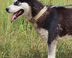 Собаки в Самаре: Михась ищет дом, Бесплатно - фото 1