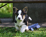 Собаки в Одинцово: Очаровательная Дуня (Вельш Корги Кардиган)  Девочка, 45 000 руб. - фото 1