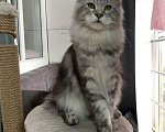 Кошки в Барнауле: Котенок Мейн-Кун Девочка, 20 000 руб. - фото 4