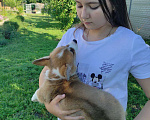 Собаки в Белгороде: Вельш- корги пемброк щенки Девочка, 90 000 руб. - фото 9