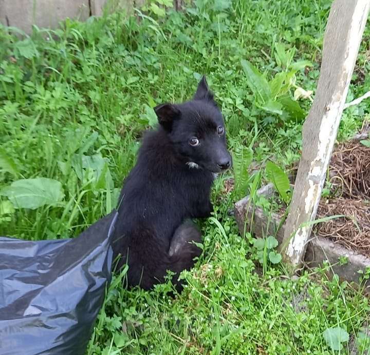 Собаки в Клинцах: В добрые руки  Девочка, 1 руб. - фото 2