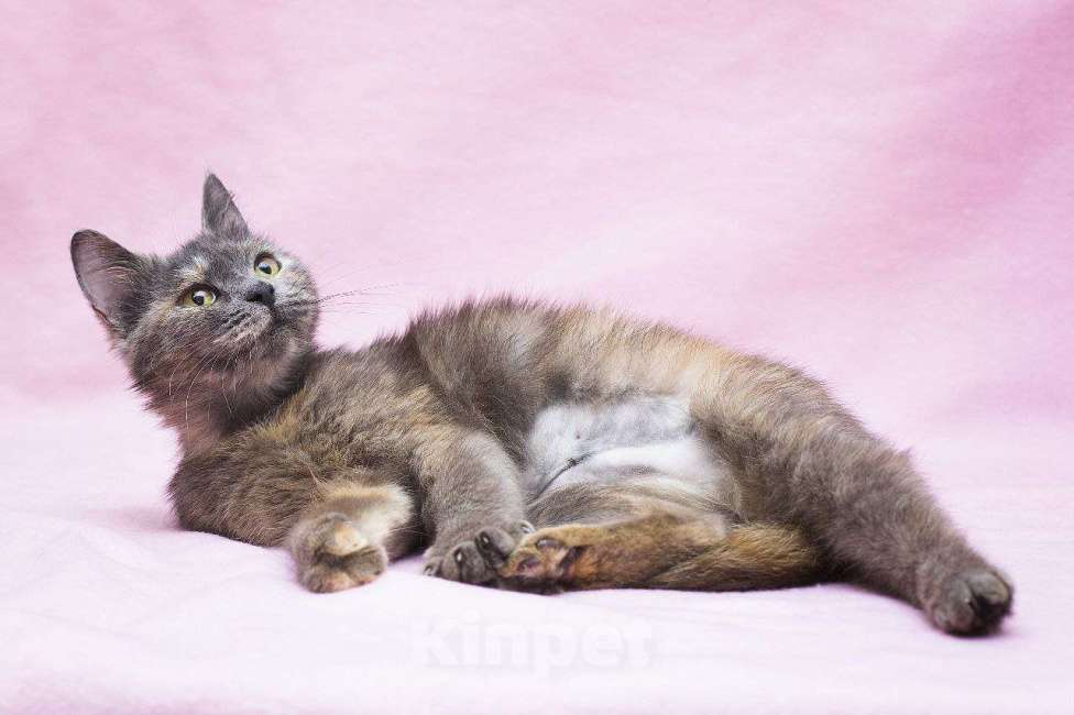 Кошки в Москве: Кошка в добрые руки Девочка, Бесплатно - фото 2