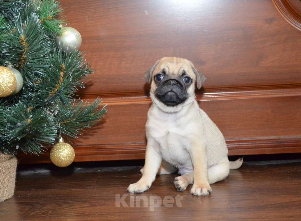 Собаки в Твери: Малыш мопсенок Мальчик, 40 000 руб. - фото 4