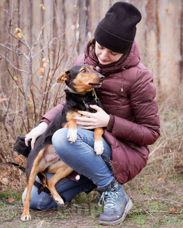 Собаки в Москве: Собака из приюта ищет дом Мальчик, Бесплатно - фото 4