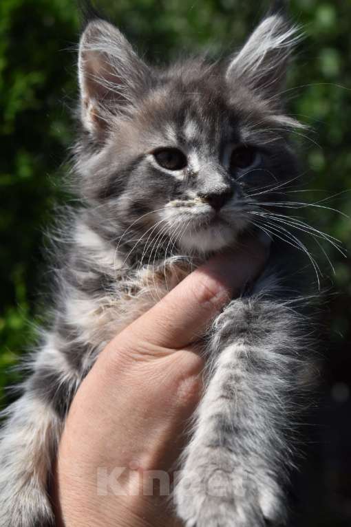 Кошки в Каменке: Котята Мейн-кун  Мальчик, 15 000 руб. - фото 1