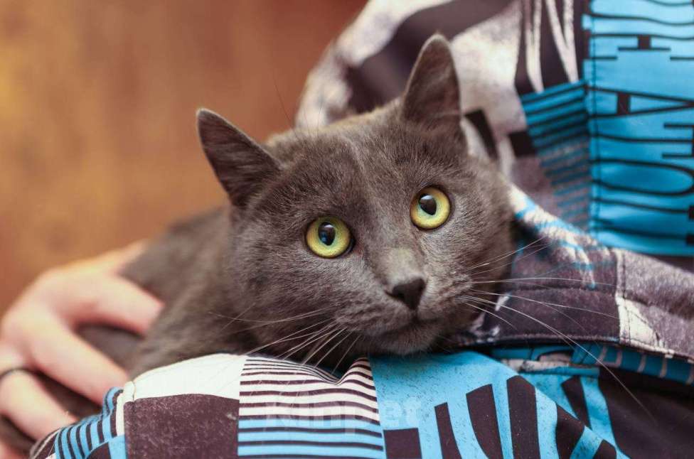 Кошки в других городах Московской области: Шеба ищет дом Девочка, 10 руб. - фото 4