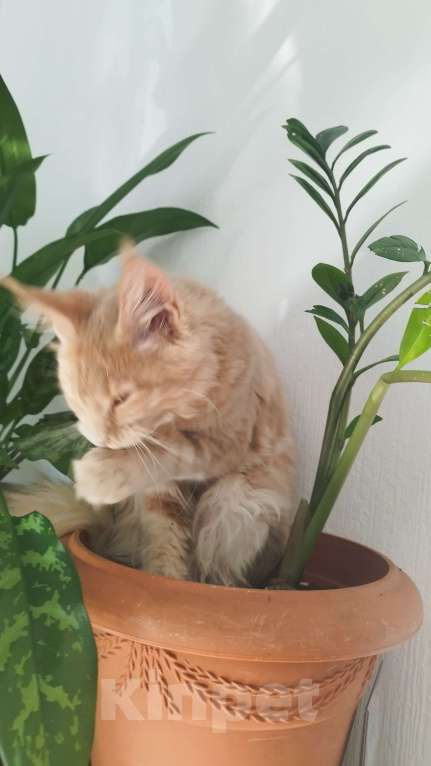 Кошки в Москве: Котенок мейн кун Девочка, 45 000 руб. - фото 3