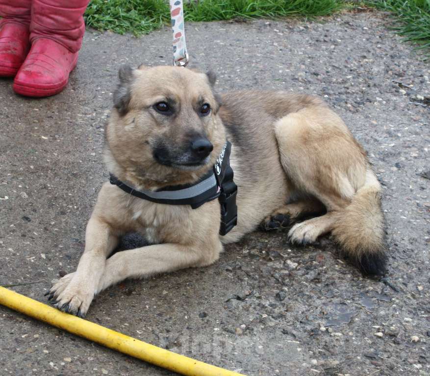 Собаки в Москве: Добрая, ласковая собака Лада всю жизнь ждет своего родного ЧЕЛОВЕКА! Девочка, Бесплатно - фото 10