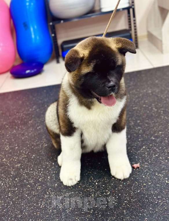 Собаки в Москве: Шикарная девочка Американской Акиты Девочка, 60 000 руб. - фото 8