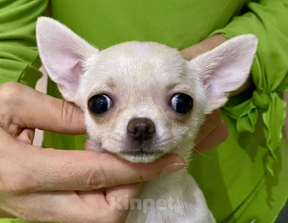 Собаки в Новосибирске: Продам мини девочку чихуахуа  Девочка, 35 000 руб. - фото 4