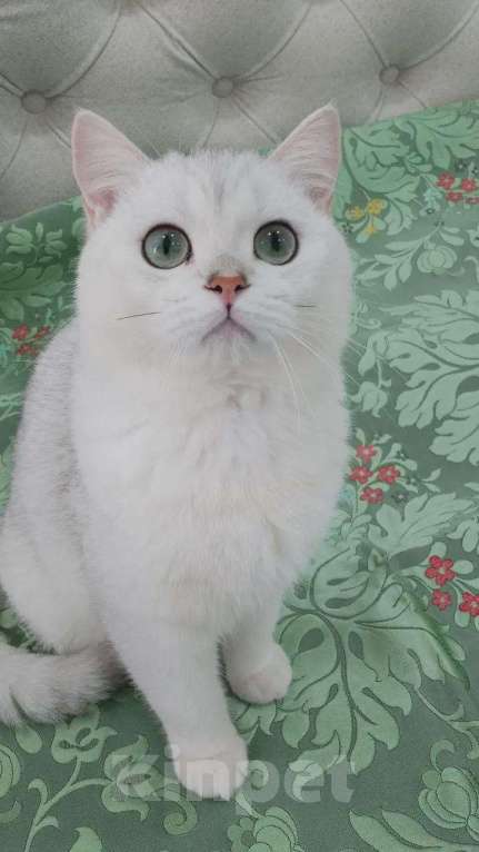 Кошки в Москве: BRI ns 11 мальчик Мальчик, 50 000 руб. - фото 1