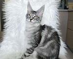 Кошки в Санкт-Петербурге: Котенок мейн-кун черный мрамор на серебре Девочка, 100 000 руб. - фото 5