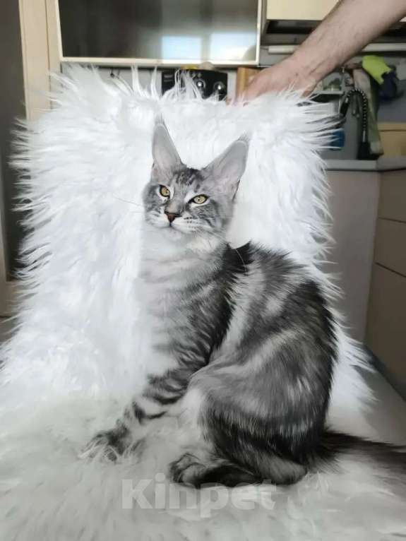 Кошки в Санкт-Петербурге: Котенок мейн-кун черный мрамор на серебре Девочка, 100 000 руб. - фото 5