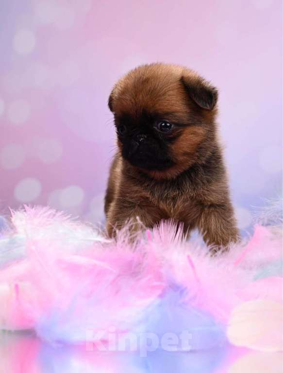 Собаки в Москве: Мини девочка пти-брабансон Девочка, 50 000 руб. - фото 3