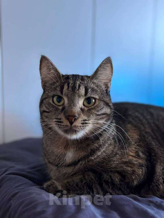 Кошки в Санкт-Петербурге: Ириска Девочка, Бесплатно - фото 2