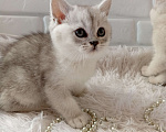 Кошки в Брянске: Королевская серебристая шиншилла Девочка, 20 000 руб. - фото 6