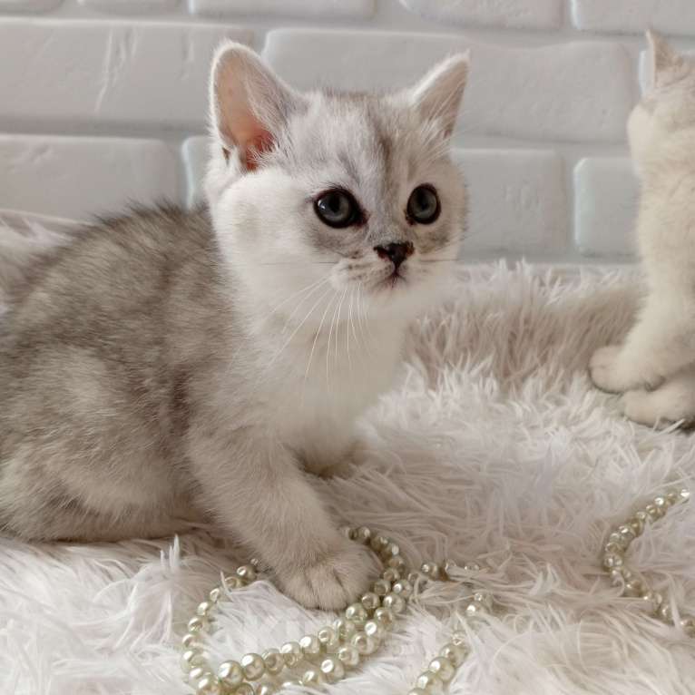 Кошки в Брянске: Королевская серебристая шиншилла Девочка, 20 000 руб. - фото 6