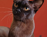 Кошки в Магнитогорске: Молодой кот европейской бурмы Мальчик, 60 000 руб. - фото 3