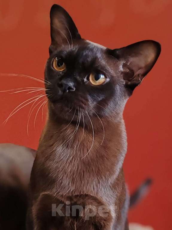 Кошки в Магнитогорске: Молодой кот европейской бурмы Мальчик, 60 000 руб. - фото 3