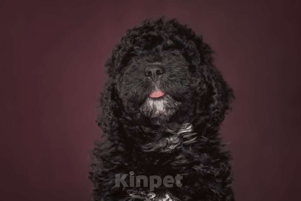 Собаки в Санкт-Петербурге: БЭТМЕН Мальчик, 220 000 руб. - фото 2