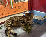 Кошки в других городах Московской области: Бенгальский котенок кошечка Девочка, 69 000 руб. - фото 6