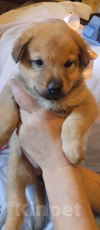 Собаки в Воронеже: Представляютса вам. Отличные щенки ! Аляскинский маламут . мальчики и девочки . по цене 5000. Р. Мальчик, 5 000 руб. - фото 4