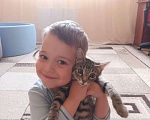 Кошки в Москве: пропал кот по кличке "Мурзик" Мальчик, 5 000 руб. - фото 1