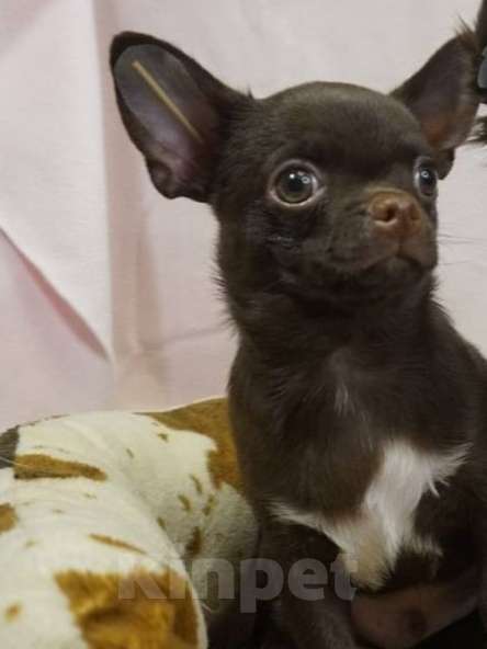 Собаки в Москве: Чихуахуа мальчик щенок  Мальчик, 30 000 руб. - фото 3