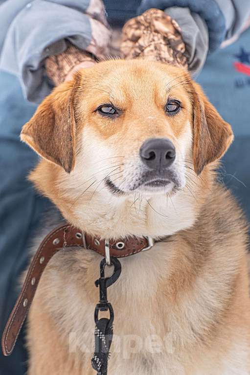 Собаки в Клине: Рэй — резвый пёсик Мальчик, Бесплатно - фото 7