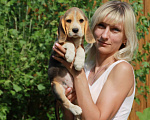 Собаки в Москве: Щенок бигля девочка Девочка, 80 000 руб. - фото 1