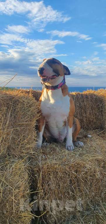 Собаки в Геленджике: Предлагаем прекрасного кобеля к вязке Мальчик, Бесплатно - фото 5