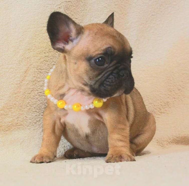 Собаки в Москве: Французский бульдог,девочка Девочка, 130 000 руб. - фото 1