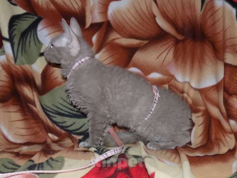 Кошки в Москве: Уральский рекс, девочка Девочка, 20 000 руб. - фото 3