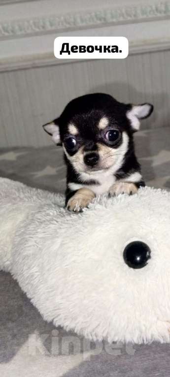 Собаки в Краснодаре: Продам щенков чихуахуа Мальчик, 10 000 руб. - фото 1