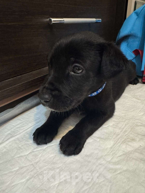 Собаки в Москве: Груня - покорительница сердец Девочка, Бесплатно - фото 3