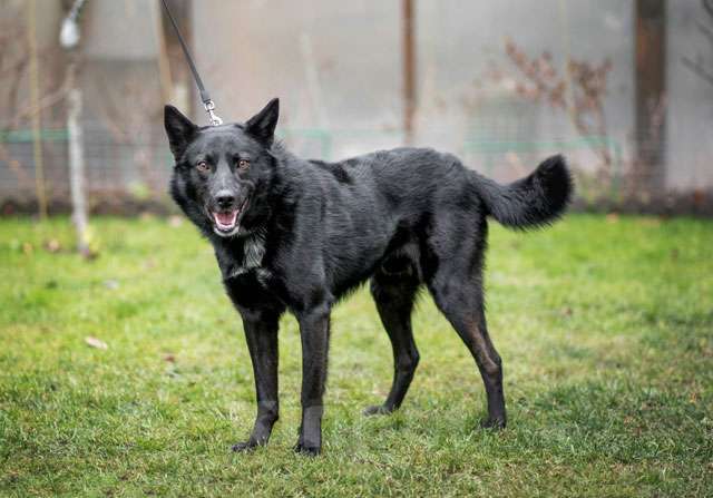 Собаки в Москве: Черный красавец Эдик, самый верный в мире пес в добрые руки Мальчик, 10 руб. - фото 1