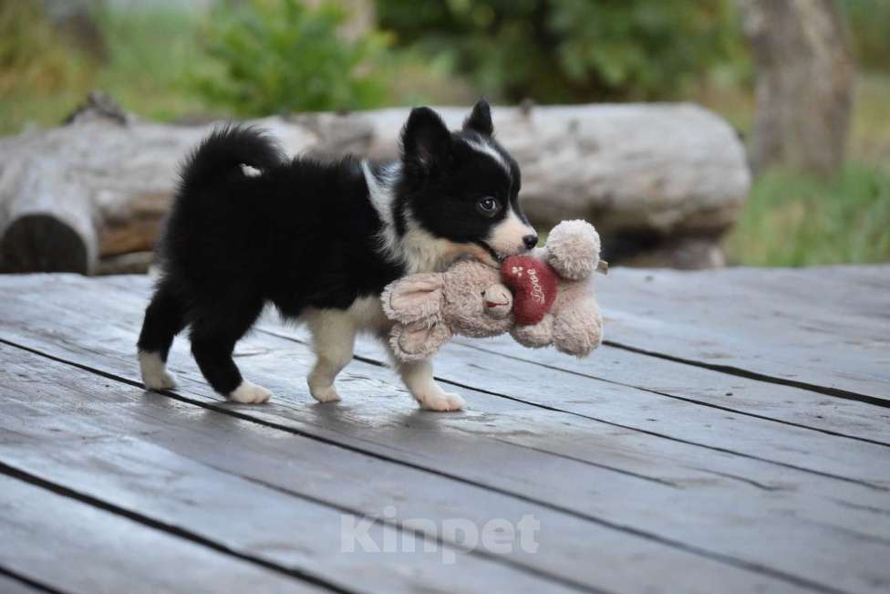 Собаки в Москве: Ненецкая оленегонная лайка. Помет «А». Сука Unmay no Akay Ito AGATA Девочка, 60 000 руб. - фото 6
