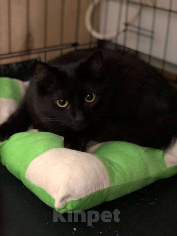 Кошки в Москве: Тучка кошечка ищет дом Девочка, Бесплатно - фото 7