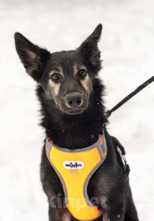 Собаки в Химках: Метис овчарки в поиске своего дома Мальчик, Бесплатно - фото 8